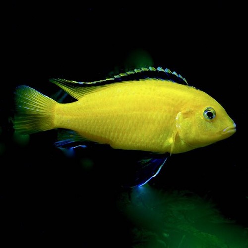 Labidochromis caeruleus 3-4 cm